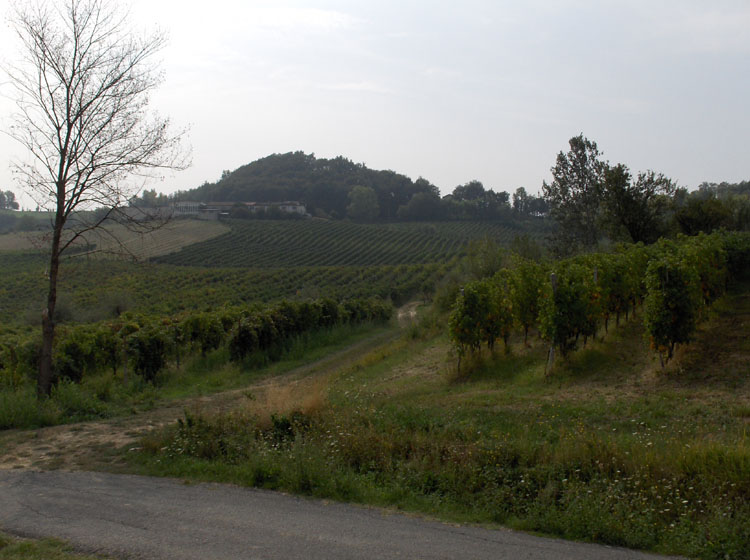 AZIENDA VITIVINICOLA OLTREPO PAVESE