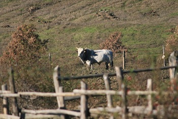 AZIENDA AGRITURISTICA DI 114 ETTARI