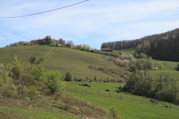 AZIENDA AGRITURISTICA DI 114 ETTARI