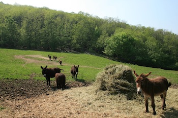 AZIENDA AGRITURISTICA DI 114 ETTARI