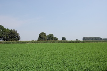 TERRENO AGRICOLO CON RUSTICI