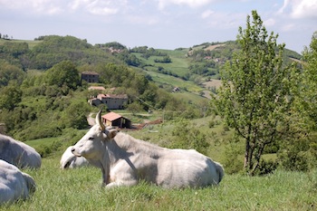 AZIENDA AGRITURISTICA DI 114 ETTARI