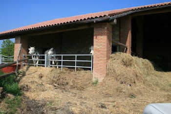 AZIENDA AGRITURISTICA DI 114 ETTARI