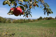 AZIENDA AGRITURISTICA DI 110 ETTARI