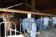 AZIENDA AGRITURISTICA DI 110 ETTARI