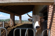 AZIENDA AGRITURISTICA DI 110 ETTARI