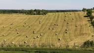 ESCLUSIVA TENUTA SUI COLLI PIACENTINI