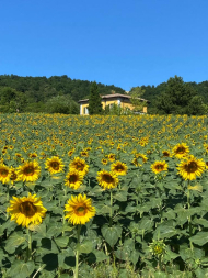 ESCLUSIVA ED UNICA TENUTA IN ALTA VAL TIDONE