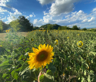 ESCLUSIVA ED UNICA TENUTA IN ALTA VAL TIDONE