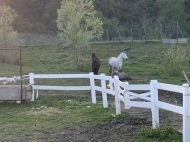 ESCLUSIVA ED UNICA TENUTA IN ALTA VAL TIDONE