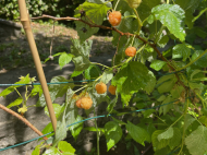 CASALE  IN SASSO DEL 1800 SULLE COLLINE PIACENTINE