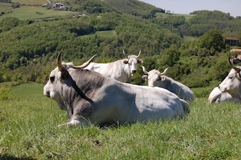 AZIENDA AGRITURISTICA DI 110 ETTARI
