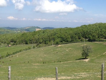 AZIENDA AGRITURISTICA DI 110 ETTARI